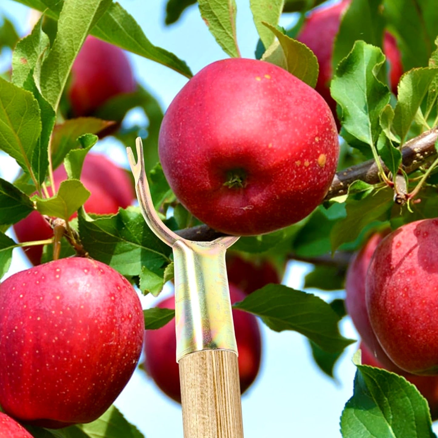 Fruit Plucker Tool